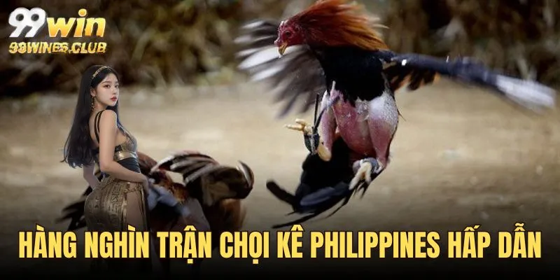 Hơn 1800 trận chọi kê có mặt tại đá gà 99WIN