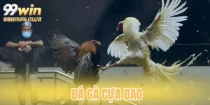 Đá gà cựa dao