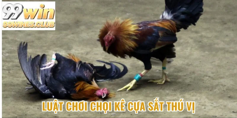 Luật chơi chọi kê cựa sắt thú vị